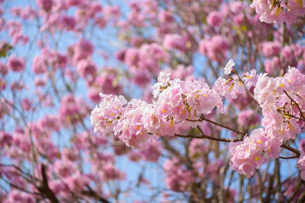 Tabebuia rosea is a Pink Flower neotropical tree — Stock Photo, Image