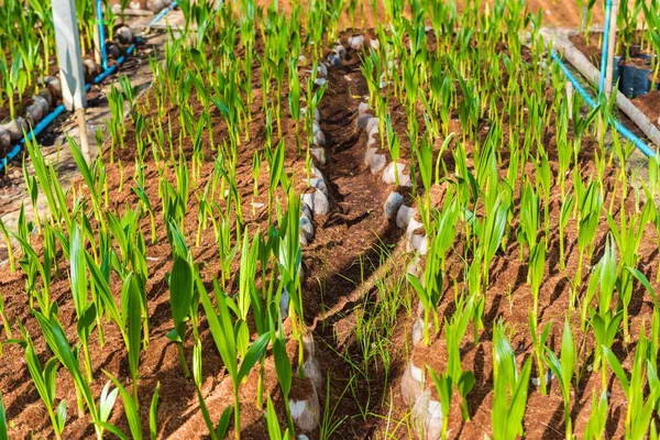 Young coconut small trees. preparations for such varieties for p