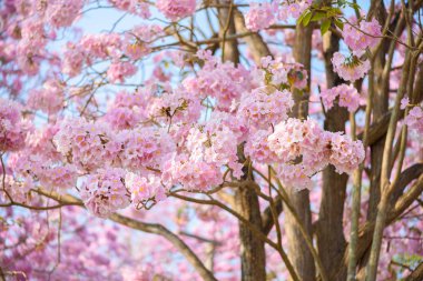 Tabebuia rosea pembe çiçek neotropikal ağaç