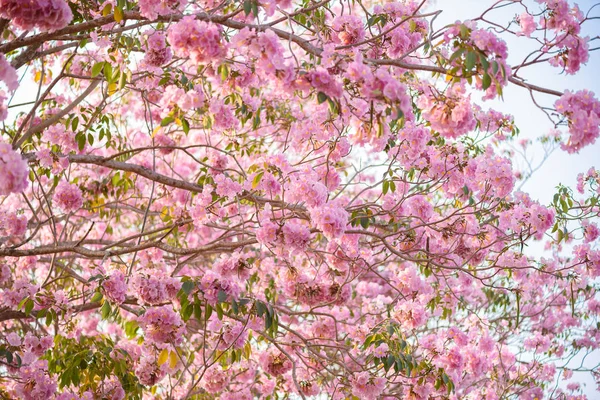 Tabebuia rosea ist ein neotropischer Baum mit rosa Blüten — Stockfoto