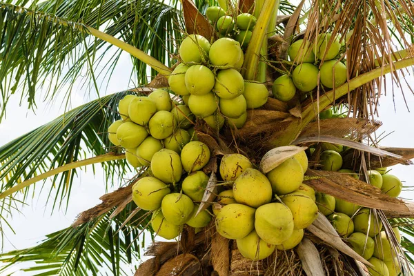 young coconuts on coconut tree