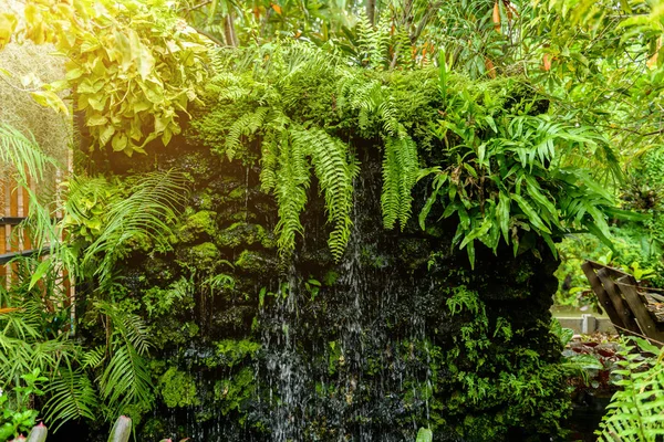 Green fern leaves tropical rainforest foliage plant