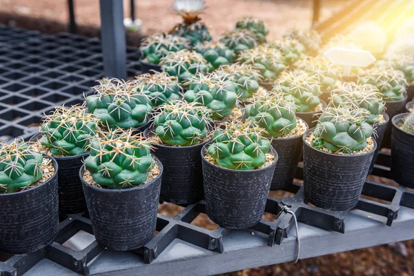 güzel küçük kaktüs fantezi