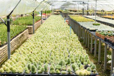 güzel küçük kaktüs fantezi