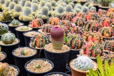 güzel küçük kaktüs renkli fantezi