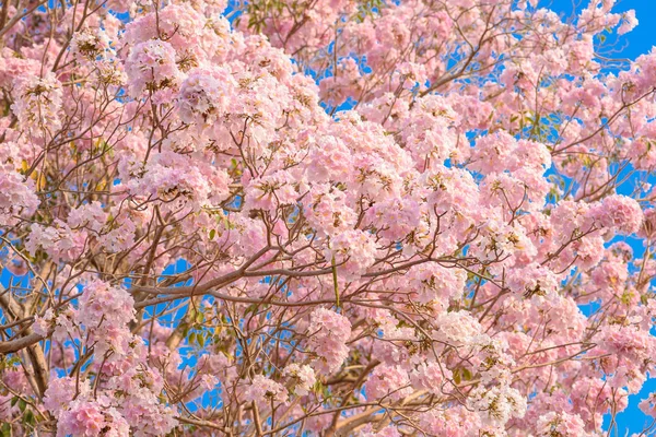 Tabebuia rosea je netropický strom z růžového květu — Stock fotografie