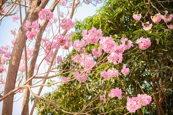 Tabebuia rosea is a Pink Flower neotropical tree — Stock Photo, Image