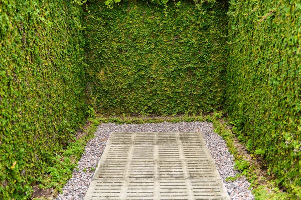 Clôture murale à feuilles vertes avec utilisation en béton pour jardin décoratif — Photo