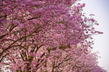 Tabebuia rosea pembe çiçek neotropikal ağaç