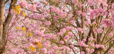 Tabebuia rosea pembe çiçek neotropikal ağaç