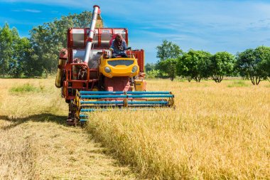 Pirinç tarlası üzerinde eylem içinde hasat birleştirin. Hasat yanlısı