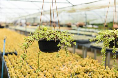 Dekorasyon için Asclepiadaceae yeşil ağaç