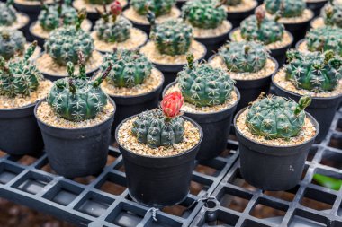 kaktüs güzel kırmızı çiçek