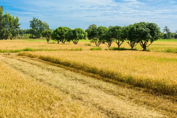 Les champs de riz sont récoltés avec des riziculteurs. C'est un processus — Photo