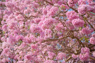 Tabebuia rosea pembe çiçek neotropikal ağaç