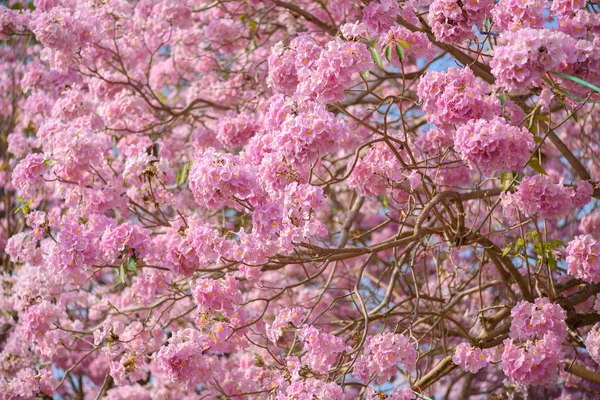 Tabebuia rosea es un árbol neotropical de flor rosa — Foto de Stock