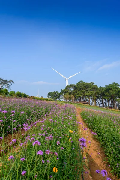 Violet verbena flowers on blurred background with wind turbine a — Stock Photo, Image