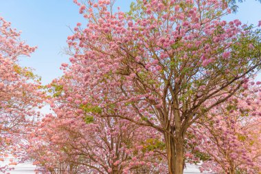 Bir pembe çiçek Neotropik ağaç ve mavi gökyüzü Tabebuia rosea olduğunu
