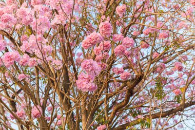 Tabebuia rosea pembe çiçek neotropikal ağaç