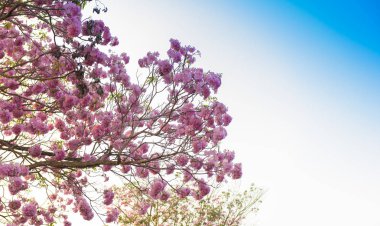 Bir pembe çiçek Neotropik ağaç ve mavi gökyüzü Tabebuia rosea olduğunu