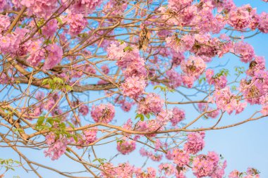 Tabebuia rosea pembe çiçek neotropikal ağaç
