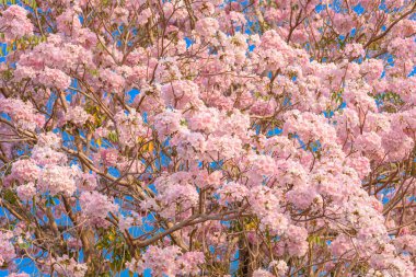 Tabebuia rosea pembe çiçek neotropikal ağaç