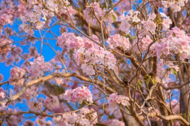Tabebuia rosea pembe çiçek neotropikal ağaç