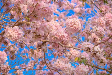 Tabebuia rosea pembe çiçek neotropikal ağaç