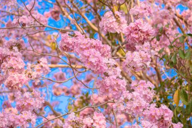 Tabebuia rosea pembe çiçek neotropikal ağaç