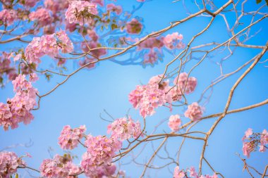 Bir pembe çiçek Neotropik ağaç ve mavi gökyüzü Tabebuia rosea olduğunu