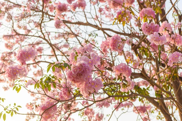 Tabebuia rosea is a Pink Flower neotropical tree — Stock Photo, Image