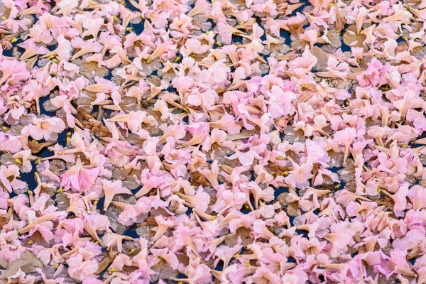 Fond de Tabebuia rosea est un arbre néotropical Fleur rose — Photo