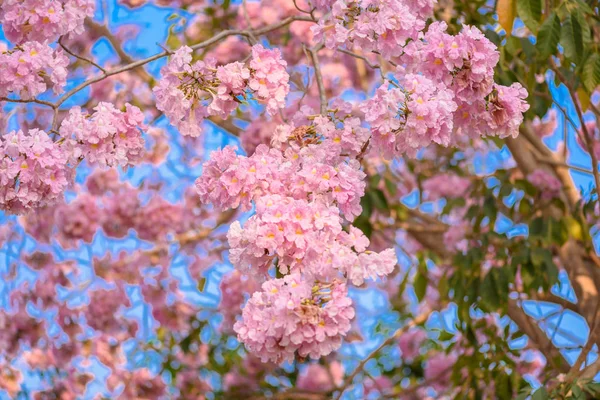 Tabebuia rosea es un árbol neotropical de flor rosa — Foto de Stock