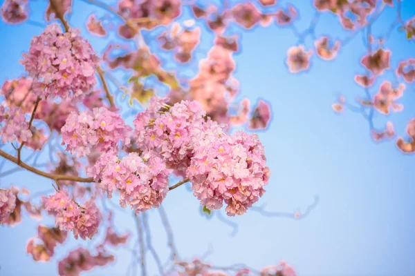 Tabebuia rosea is a Pink Flower neotropical tree — Stock Photo, Image