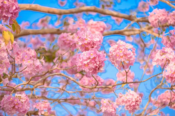 Tabebuia rosea jest różowy kwiat neotropowe drzewo — Zdjęcie stockowe