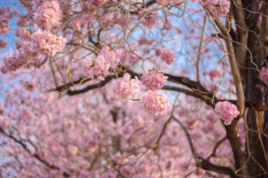 Tabebuia rosea pembe çiçek neotropikal ağaç