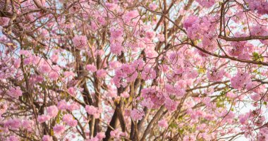 Tabebuia rosea pembe çiçek neotropikal ağaç