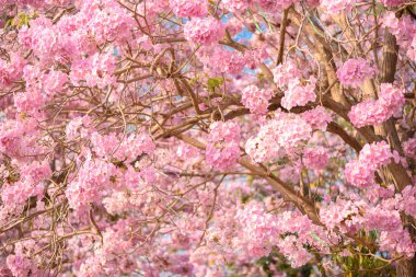 Tabebuia rosea pembe çiçek neotropikal ağaç