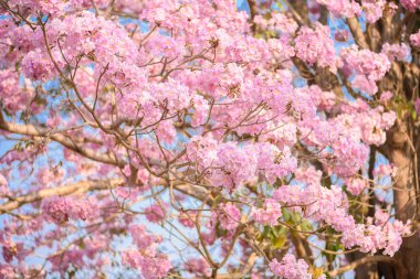 Tabebuia rosea pembe çiçek neotropikal ağaç