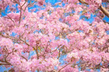 Tabebuia rosea pembe çiçek neotropikal ağaç