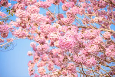 Tabebuia rosea pembe çiçek neotropikal ağaç