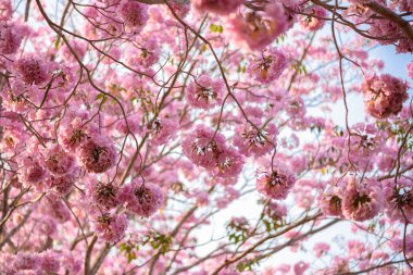 Tabebuia rosea pembe çiçek neotropikal ağaç