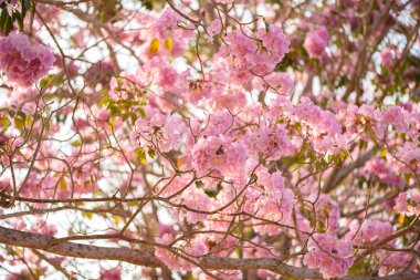 Tabebuia rosea pembe çiçek neotropikal ağaç