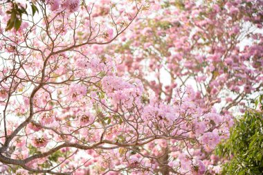 Tabebuia rosea pembe çiçek neotropikal ağaç