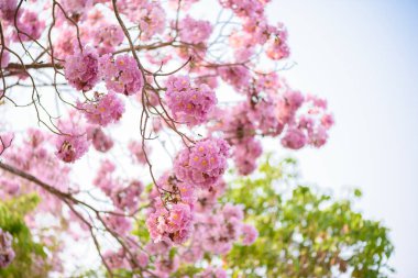 Bir pembe çiçek Neotropik ağaç ve mavi gökyüzü Tabebuia rosea olduğunu