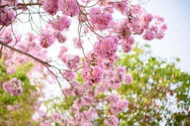 Tabebuia rosea pembe çiçek neotropikal ağaç