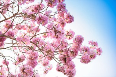 Bir pembe çiçek Neotropik ağaç ve mavi gökyüzü Tabebuia rosea olduğunu