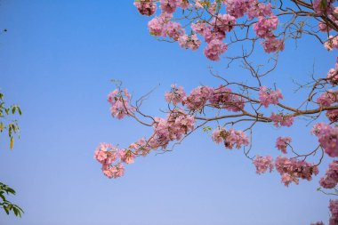 Bir pembe çiçek Neotropik ağaç ve mavi gökyüzü Tabebuia rosea olduğunu
