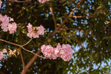 Tabebuia rosea pembe çiçek neotropikal ağaç