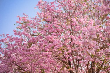Bir pembe çiçek Neotropik ağaç ve mavi gökyüzü Tabebuia rosea olduğunu